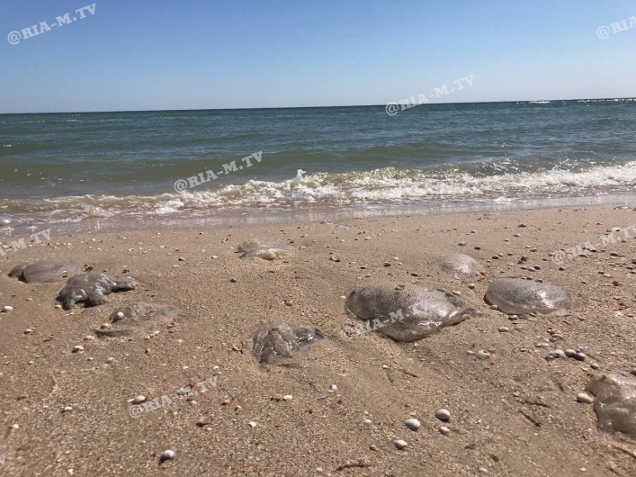 В Кирилловке отдыхающие идут купаться в море в тапочках из-за медуз (фото, видео)